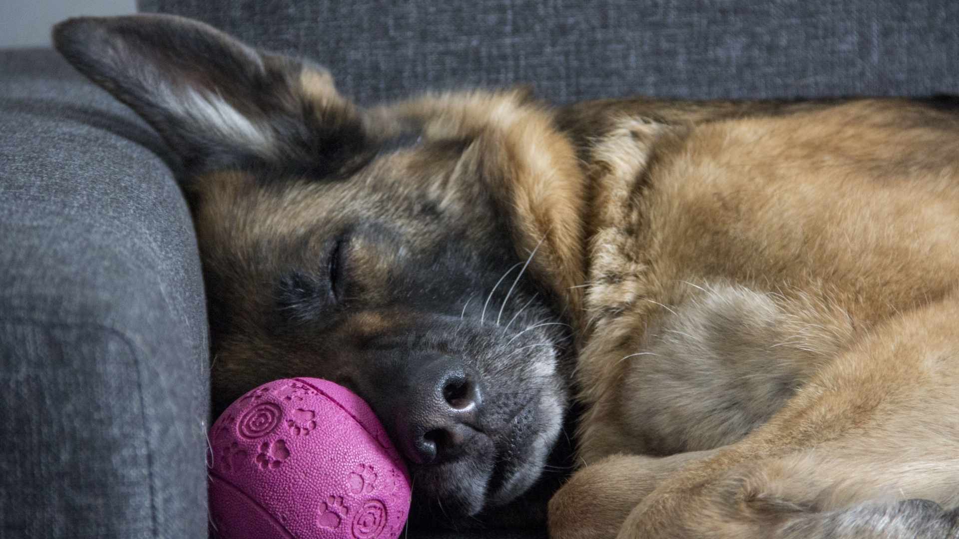 Hund kotet seit 4 Tagen nicht was tun?